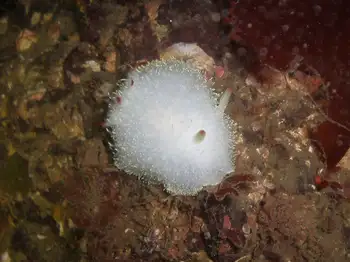 Nanaimo Nudibranch
