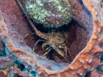 Caribbean Spiny Lobster