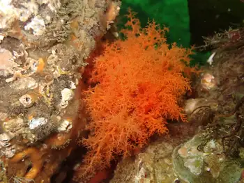 Red Sea Cucumber