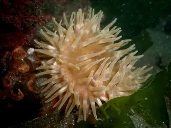 Painted Anemone