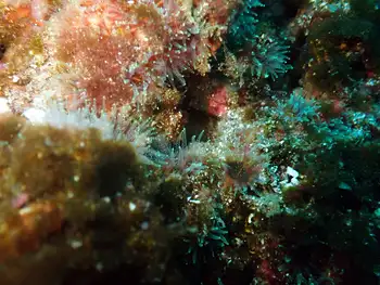 Anemone