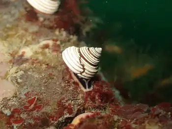 Snail