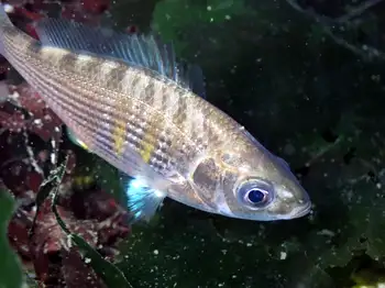 Shiner Perch