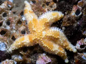 Ochre Star