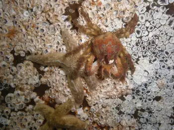 Ochre Star