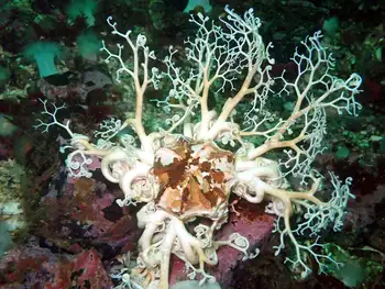 Pacific Basket Star