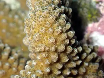 Coral