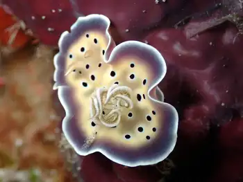 cave goniobranchus dorid