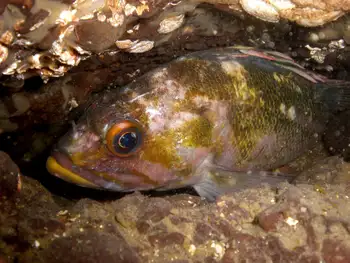 Copper Rockfish