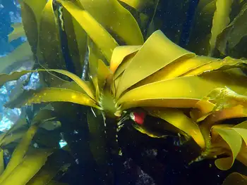 Woody Kelp