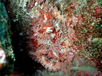 Giant Pacific Octopus