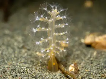 Ptilosarcus gurneyi Sea Pen
