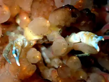 Moss Crab