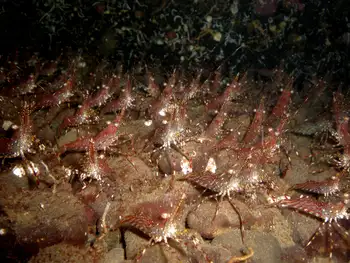 Coonstripe Shrimp