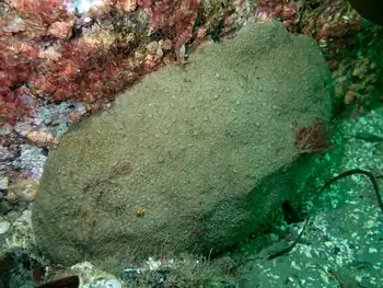 Gumboot Chiton