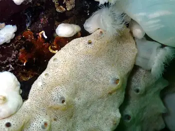 Hard Gnarled Clump Sponge