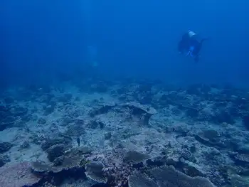 Reef
