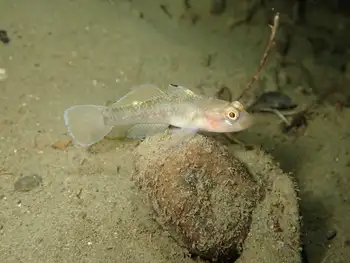 Blackeye Goby