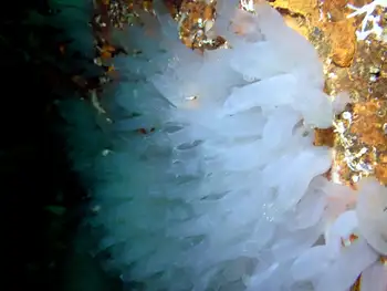 Sea Vase Tunicates