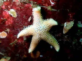 Crested Star