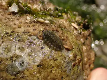 Chiton