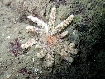 Sunflower Star