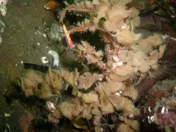 Graceful Decorator Crab