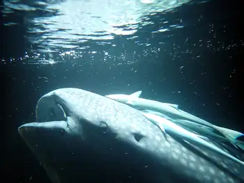 Whale Shark