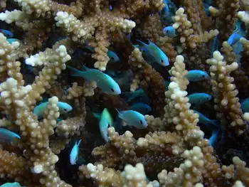 Fish