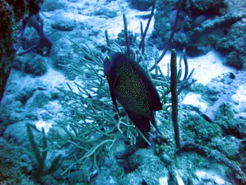 French Angel Fish