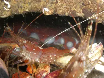 Coonstripe Shrimp