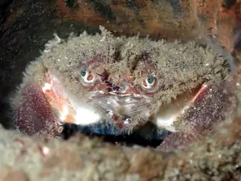 Pygmy Rock Crab