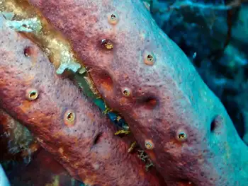 Sponge