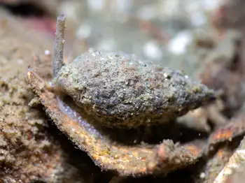 Snail