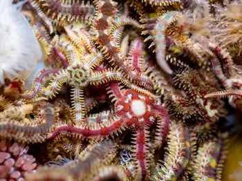 daisy brittle star