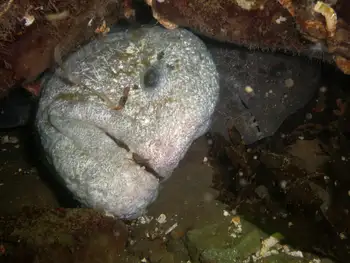 Wolf Eels