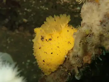 Monterey Sea Lemon