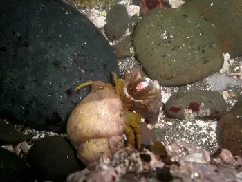 Grainyhand Hermit Crabs