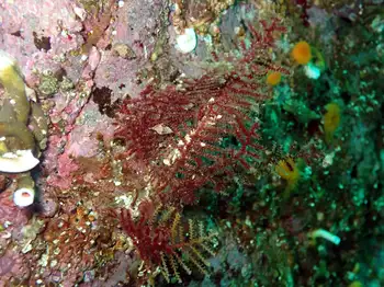 Hydroid