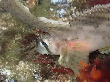 Sailfin Sculpin