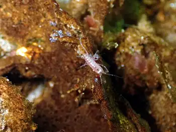 Amphipod