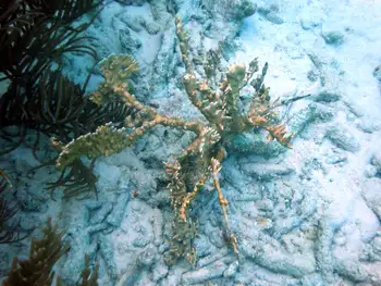 Fire Coral