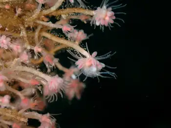 Fairy Palm Hydroid