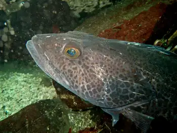 Lingcod