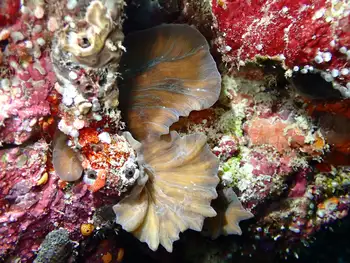 Coral