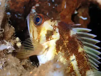 Copper Rockfish