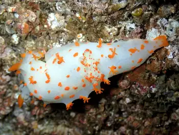 Modest Clown Nudibranch