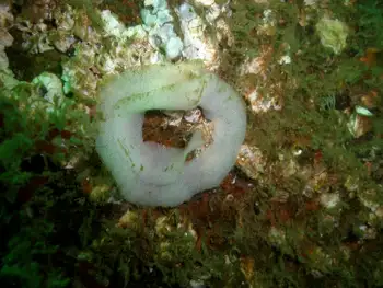 Eggs Nudibranch
