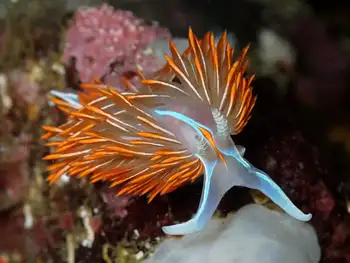 Horned Nudibranch