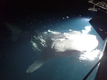 Whale Shark